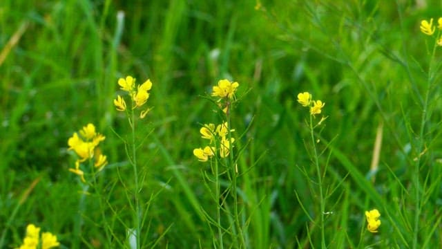 Yellow wildflowers swaying in the breeze in a green bush