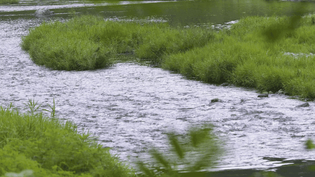 Tranquil river flowing through green vegetation