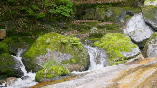 A small waterfall flowing over mossy rocks