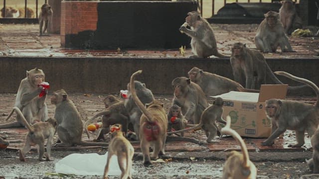 Monkeys Sitting Together on the Ground and Eating