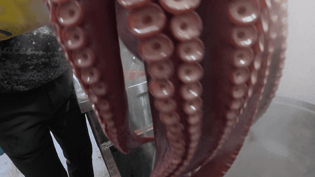 Boiled octopus taken out of steaming pot