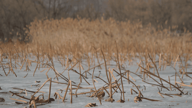 Frozen pond with dry reeds