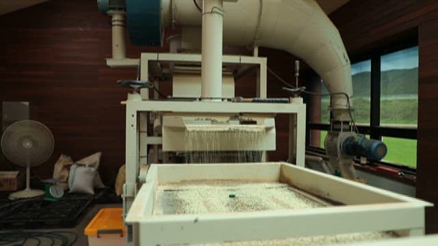 분류기에서 걸러지는 대마 종자