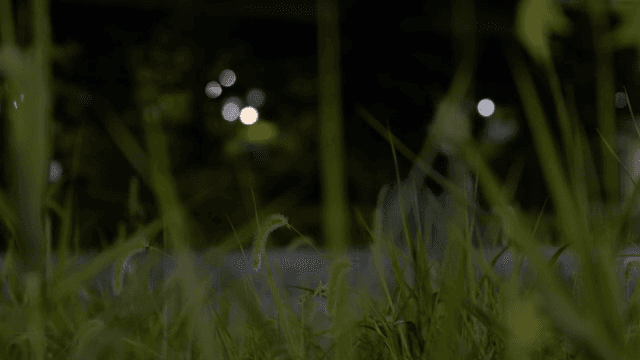 밤에 부드럽게 흔들리는 풀