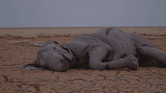 Elephant lying on dry, cracked ground