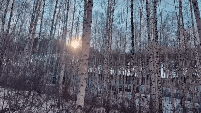 Snow-covered birch forest in winter