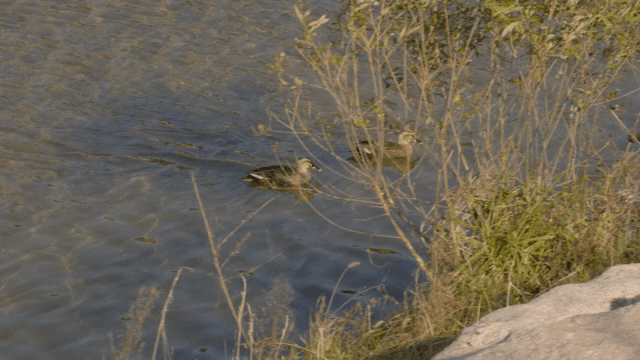 고요한 강에서 헤엄치는 오리들