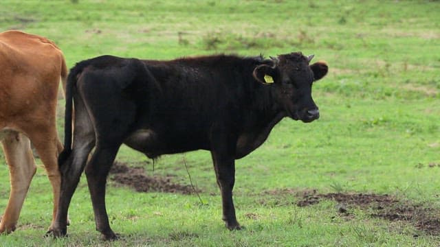 초원에 서 있는 두 마리 소