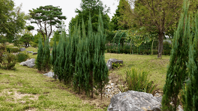 Serene garden with lush greenery