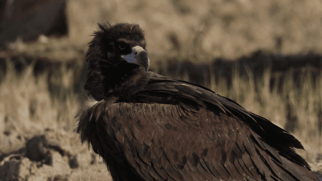 Large eagle standing on dry grassland