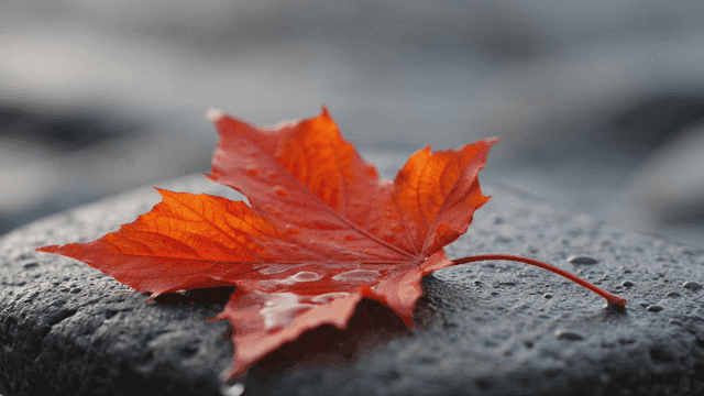 Vivid red maple leaves on wet stone