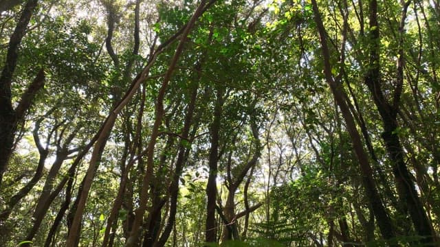 울창한 숲 나무 사이로 비치는 햇빛