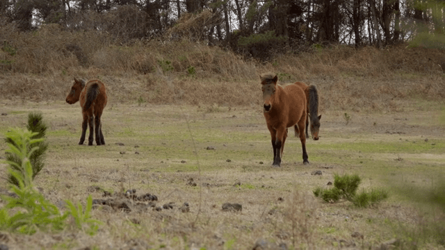 풀밭에서 풀을 뜯는 말들
