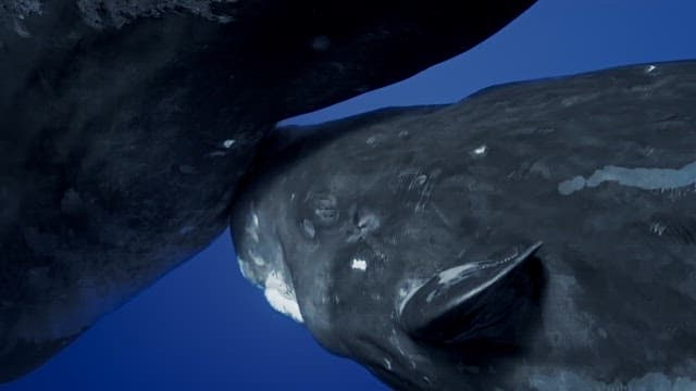 어미의 젖을 물고 있는 새끼 향유고래