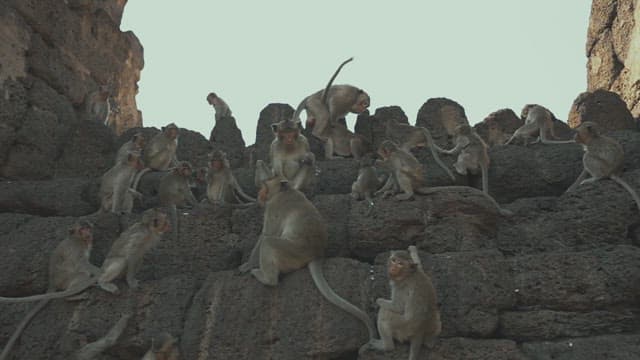 Group of Monkeys Resting and Playing on Stone Structure