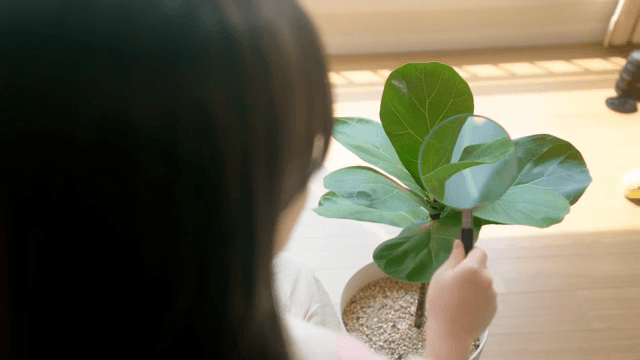 돋보기로 식물을 관찰하는 어린이