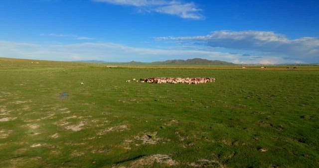 Herd of goat grazing on a vast plain