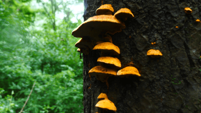 숲속 나무에 자라는 버섯들