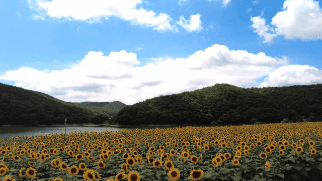 Field of sunflowers under clear sky.