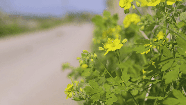 Yellow flowers blooming on street