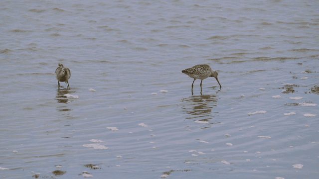 얕은 바다 물에서 먹이를 찾는 도요새들