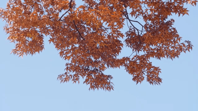 Autumn leaves against a clear blue sky
