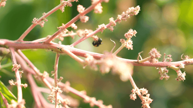 Bee on flowering branch