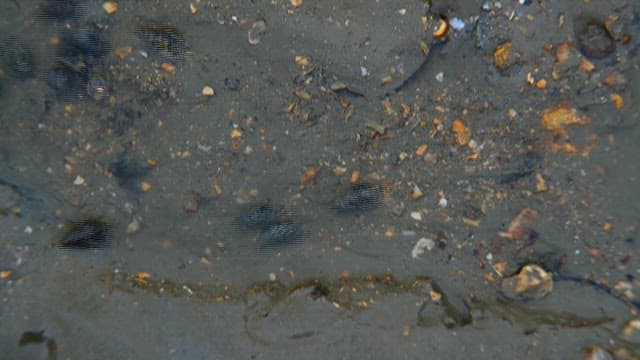 Group of horseshoe crabs crossing the tidal flats