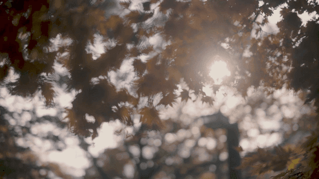 가을 잎 사이로 비치는 햇빛