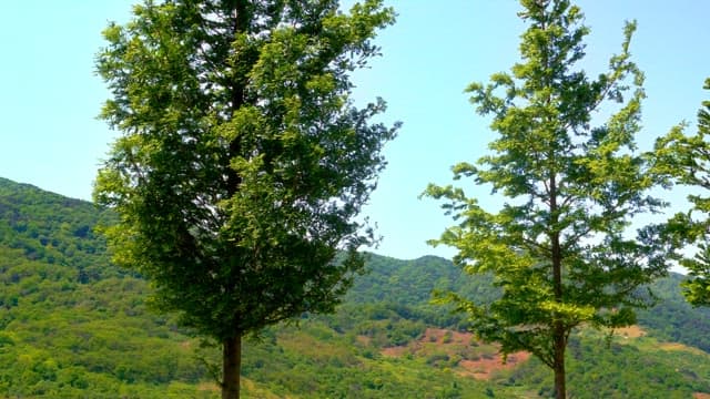 맑은 날 바람에 고요히 흔들리는 푸른 나무들