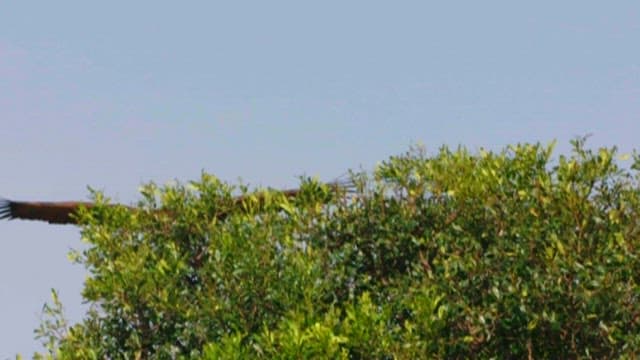 하늘을 나는 웅장한 맹금류