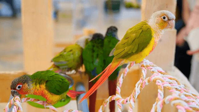 Colorful parrots perched on ropes indoors