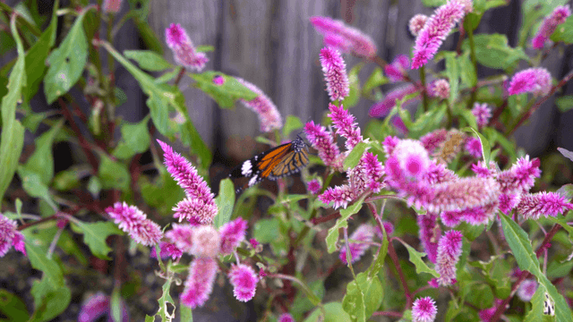 Butterfly on gorgeous pink flower