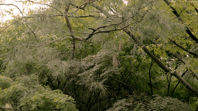 Lush green forest with pine branches