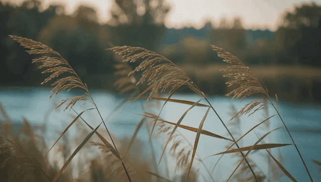 고요한 강가의 흔들리는 갈대