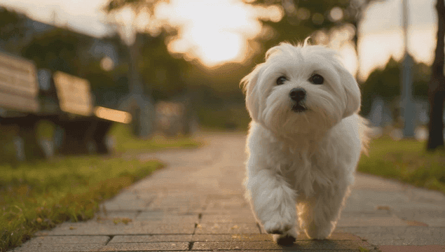 Small white puppy running on the sidewalk