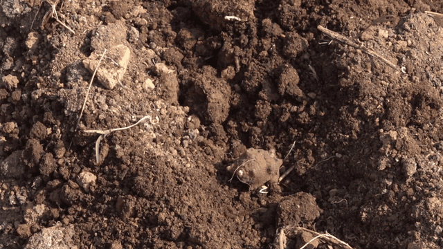 Jerusalem artichokes growing on plowed soil