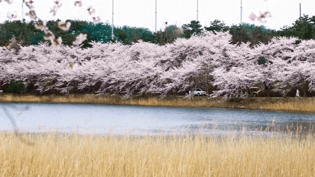 고요한 호숫가의 벚꽃