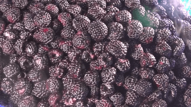 파란 바구니에 담긴 신선한 복분자