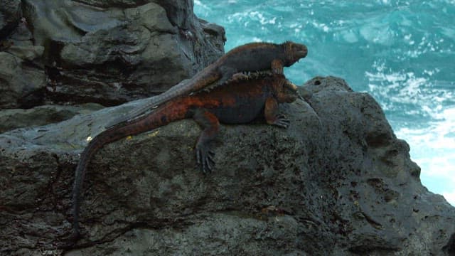 Marine iguanas resting on rocky shore