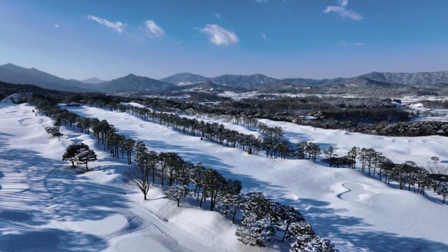 Snow-Covered Landscape and Trees