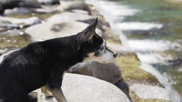 강가에 앉아 있는 개