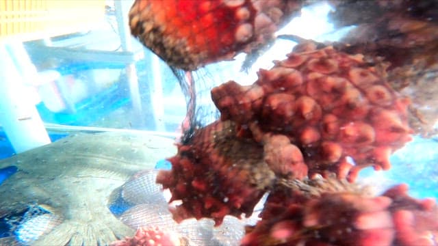 수산시장의 물탱크 안으로 들어가는 멍게