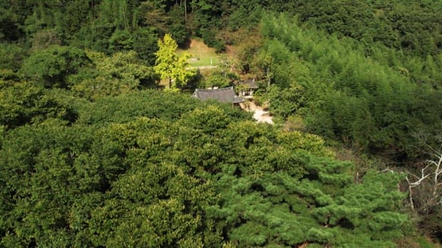 Traditional Korean house surrounded by lush forest