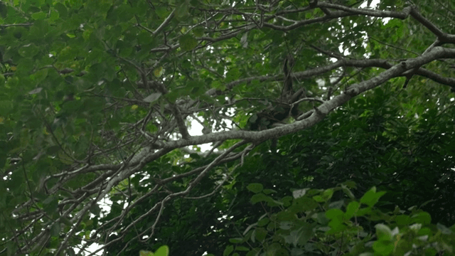 나뭇가지 위를 오르는 원숭이