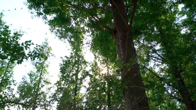 Forest with sunlight beaming through trees during a serene daytime