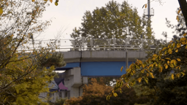 Tree swaying in the wind near a bridge with cars passing by