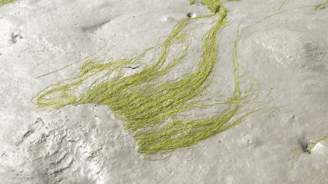 Green seaweed on mudflat beach
