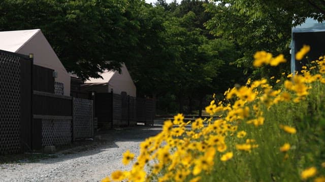 Blooming Yellow Flowers By Camping Site