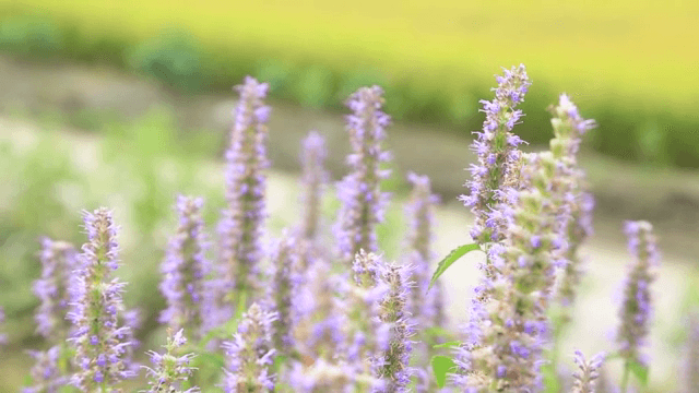 들판에 피어 있는 보라색 꽃들 주위를 날고 있는 곤충들